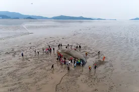 浙里有爱，有“鲸”无险！象山搁浅抹香鲸终于“回家”了图片
