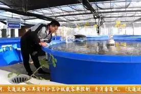 3亩大棚收入81万！把菜种在石头上，鱼养在大桶里，年入3600多万图片