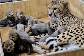 河南大哥救养一只花豹，花豹为报恩送豹崽，大哥家中成豹窝图片