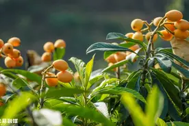 米易枇杷 春天的第一口香润图片