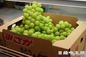 日本葡萄“阳光玫瑰”流入中国导致每年损失100亿日元以上图片
