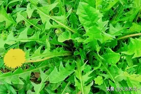 「小添聊养生」养生野菜蒲公英的几种吃法图片