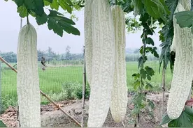 别小看这5个土方法，无论种啥菜都用得上，效果可不是一般的好图片