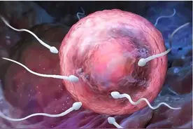 受精后多久能着床？图片