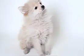 QML做类似Android圆形头像图片