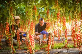 瓜果作物增产膨大、增甜配方，安全无害，产量质量双丰收图片