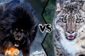 鬼獒vs雪豹，当老虎杀手遇到白色死神，谁才是真正的雪山之王呢？图片