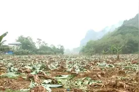 罚款上亿元！“退蕉还蔗”让数万蕉农打水漂，香蕉也不“香”了？图片