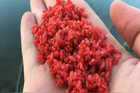 鱼口不好有原因，多半是打窝出了问题，4种错误的打窝方式要牢记图片