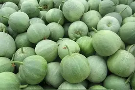 甜瓜好不好，看一眼瓜脐就知道！记住5点，脆甜多汁，方法真管用图片