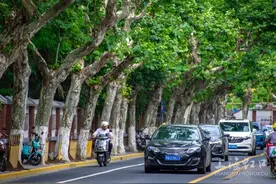 这些道路上有天然“遮阳伞”，你去过哪个？图片