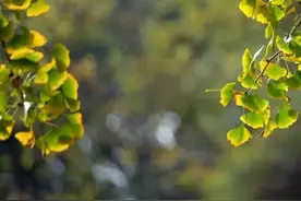 “道法自然”，告诉我们应该如何活着图片