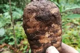 云南上百中药材，农村小孩都能认识好几种，快来看看有你熟悉的没图片