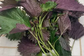 “紫苏”是个宝，用它来泡水喝，或能帮助解决这6个问题图片