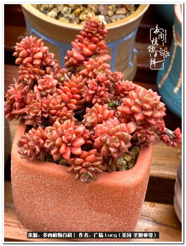 疫情送给我的礼物:肉肉娃和狗狗娃