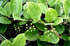 1种“筋骨草”，枝头开满红色果子，老人腰痛就要找它，你可认识图片