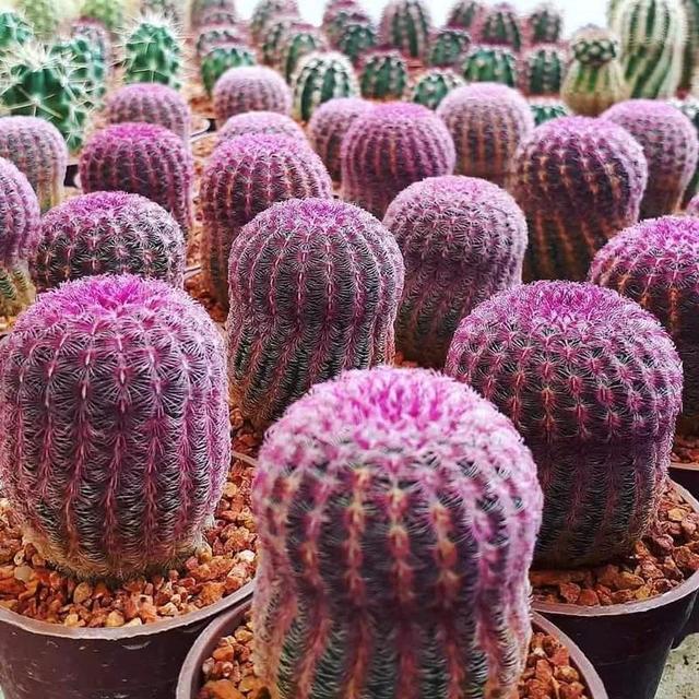 仙人球的图片(仙人球的图片及名称图)_植物知识网