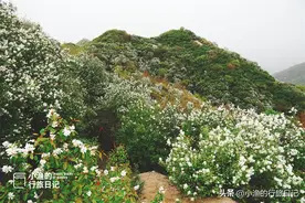 西安秦岭面积最大的白鹃梅花开成海！可自驾、可徒步，攻略来了图片