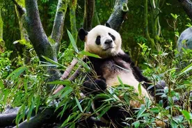 韩日报：大熊猫是韩国宝，竟称熊猫是韩国的动物！“病”不轻！图片