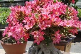 沙漠玫瑰如何修剪？方法很简单，配合“3要素”，开成“小花树”图片
