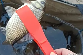 5件很“鸡肋”的钓鱼装备，不带不行，带了又用不上图片