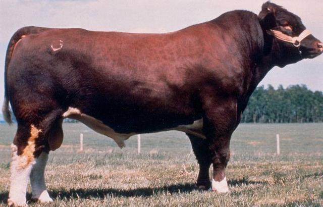 超级公牛:探索世界上最大的五种公牛