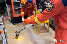 深圳一条金黑色的蛇爬入店，是1米多金环蛇，为什么比银环蛇少？图片