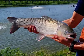 “脆肉鲩”是什么鱼，为什么广东人那么喜欢吃？它是如何培育的？图片