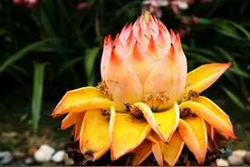 一朵花开半年，“巨大神秘”比脸大的植物，很少见，很吉利图片