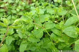 老中医口中的“养肺草”，在农村很常见，如今很珍贵，你可认识？图片