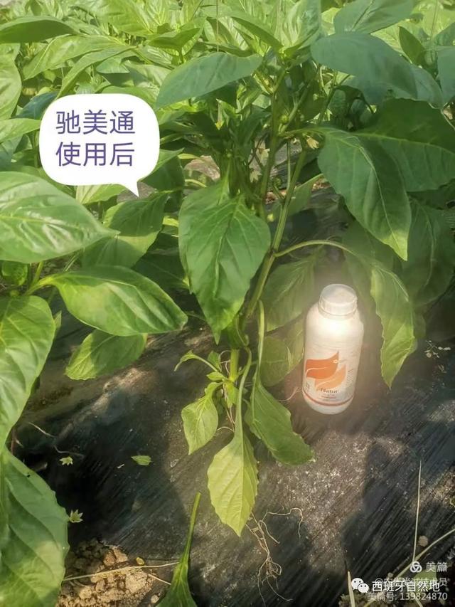 挖掘植物内在的潜能