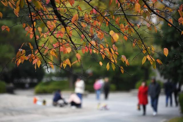 南明区：初冬时节好风景