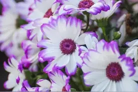 从喜欢的颜色看性格图片