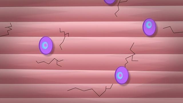 肌肉是如何生长的？