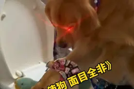 吃醋偷偷把猫丢马桶里，这狗有800个心眼子图片