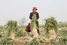 种葱有技巧，采用一沟双行定植法，产量丰葱白长，值得借鉴图片