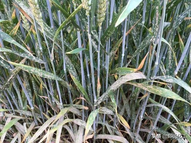 小麦灌浆期高产管理技术，冲刺小麦高产