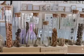 小种子有大智慧 带您认识郑州地区常见的30种植物种子图片