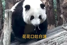 花花都吐了，基地能不能让她休息两天？游客能不能文明观看？图片