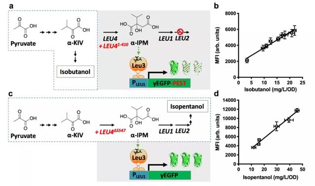 閰垫瘝鏀摼姘ㄥ熀閰镐唬璋㈢敓鐗╀紶鎰熷櫒