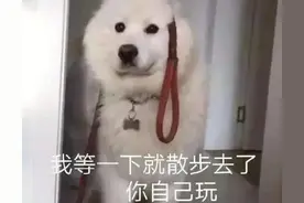 表情包分享｜狗子合集图片