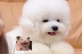 当我故意吃掉了狗狗的零食#宠物养生也有道图片