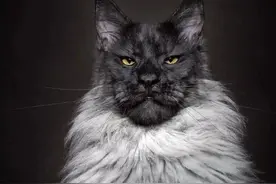 猫中“巨无霸”，它是一头野兽，缅因猫幼崽多少钱一只，优缺点？图片