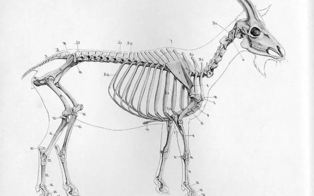 羊蝎子是什么肉