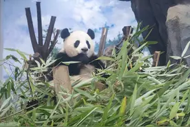 熊猫大百科：大熊猫的领地保护意识图片