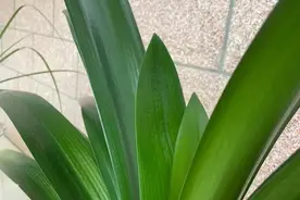 花养不好，土里扔10粒尿素，绿叶撑满盆，越来越旺图片