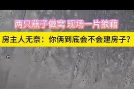 两只燕子做窝，现场一片狼藉。房主人无奈：你俩到底会不会建房子？图片
