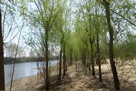 祖宗说：“4种阴树拔掉，儿孙一直发”，清楚吗？不能乱种阴树！图片