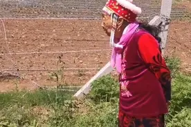 悲哀！85岁马玉琴去地里拾柴火、捡地瓜，李玉成却开豪车、穿皮衣图片