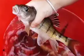 老成精了！福建钓友深山钓起“溪石斑鱼王”，网友：我钓的会放生图片